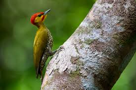 Birds of Socotra