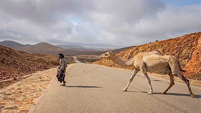 Camelback ride in Socotra