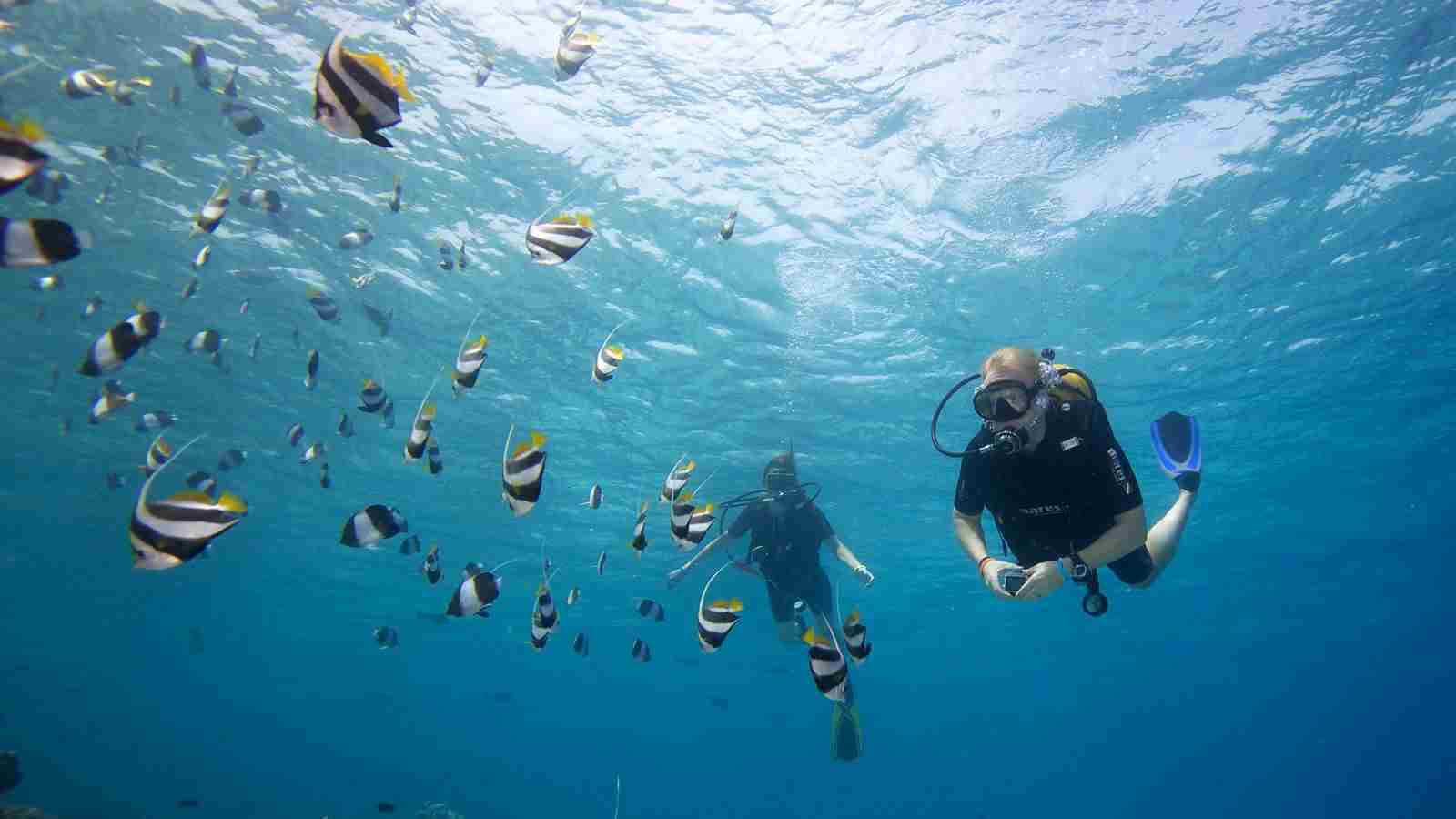 Scuba diving in Socotra