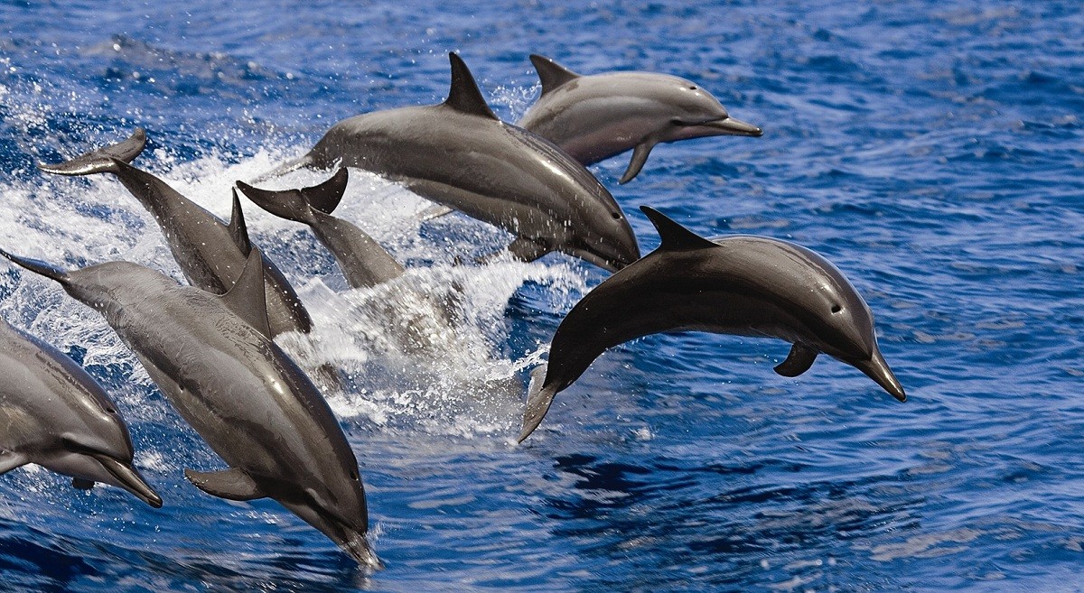 Dolphins and boat safari