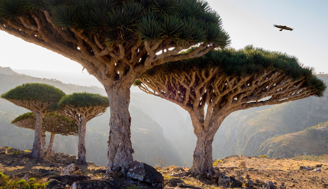 Dragon blood trees in Socotra