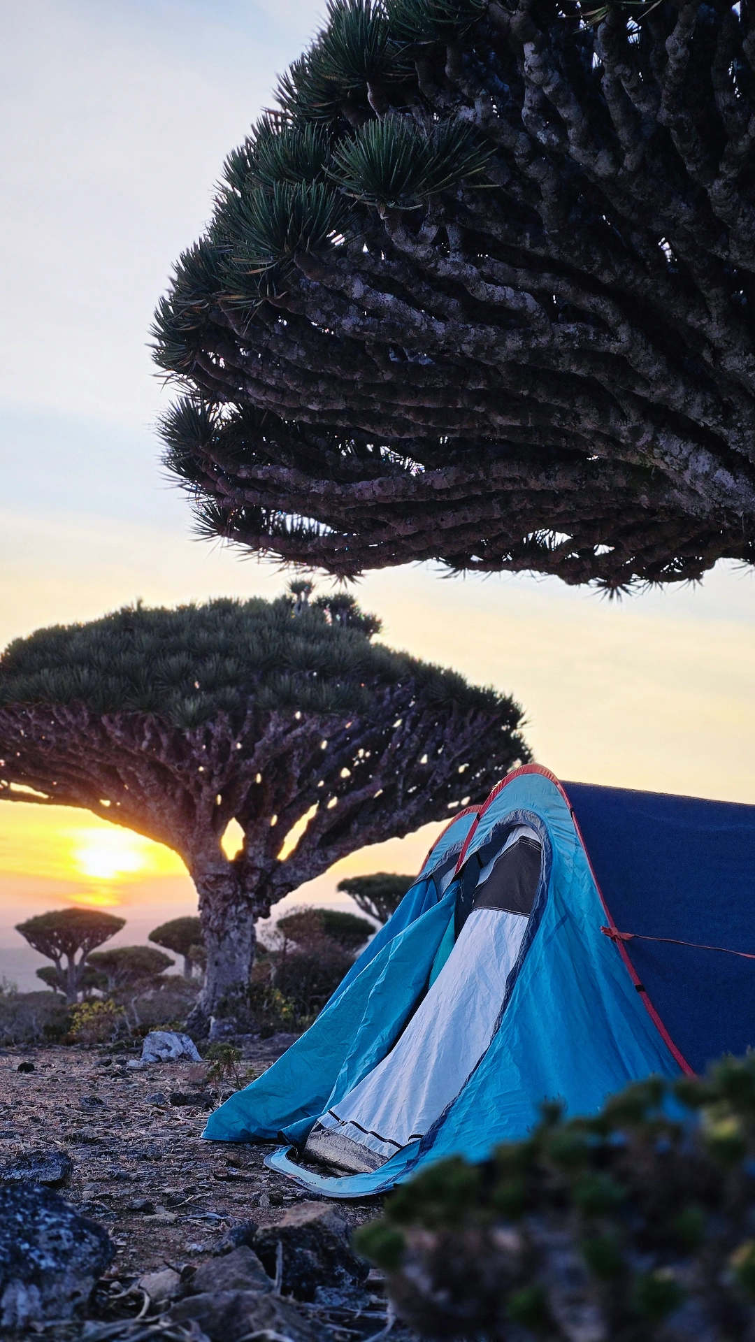 Guest moment in Socotra
