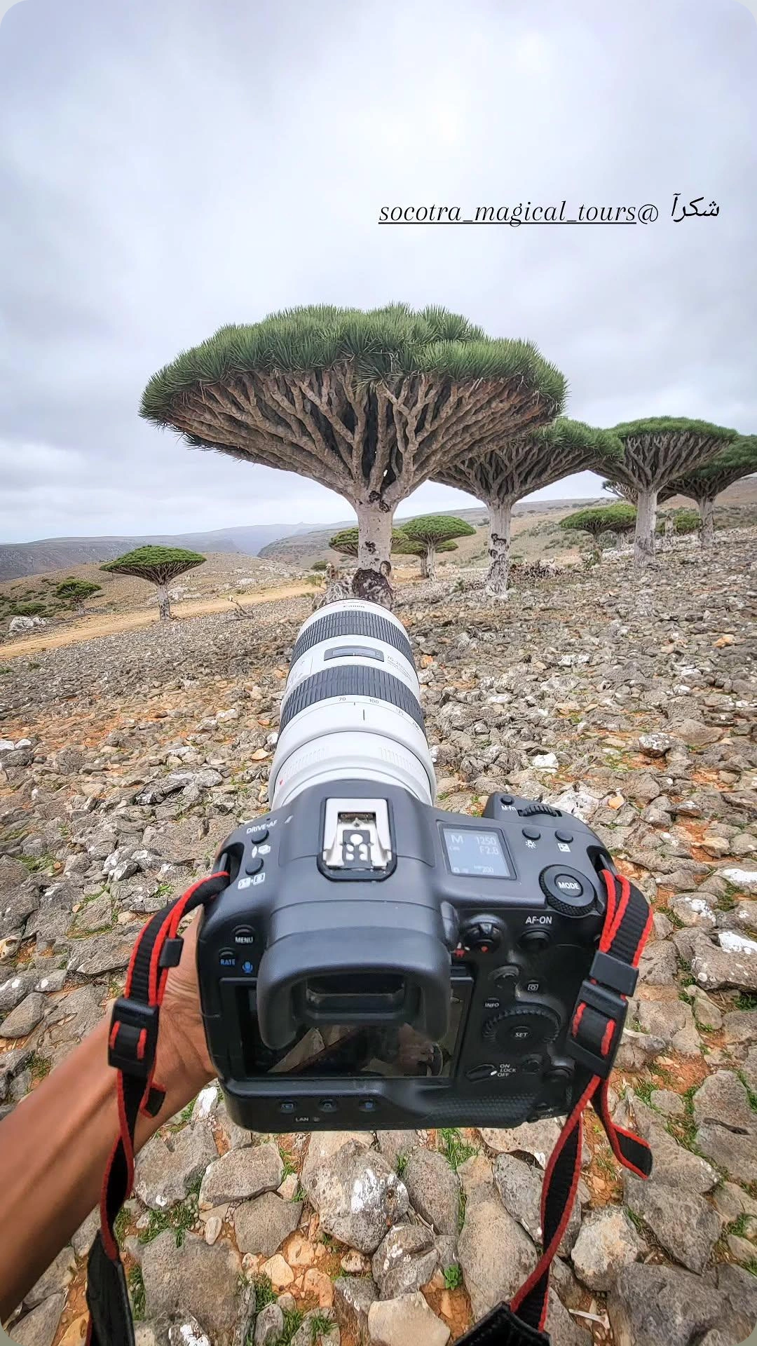Socotra visitor moment